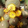 Sulcorebutia_arenacea_3